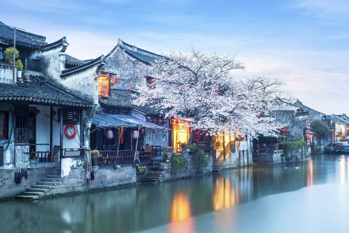 救援非洲金猫